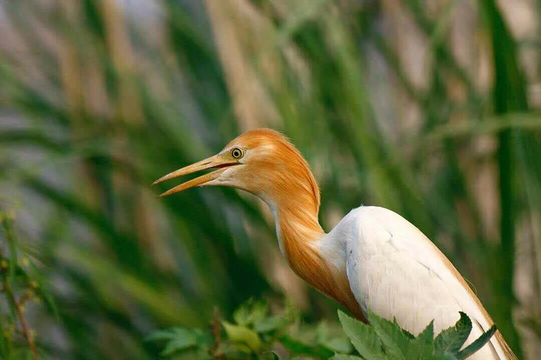 Western Cattle Egret